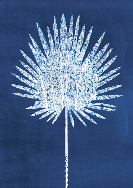 Jo de Pear - Fan Palm