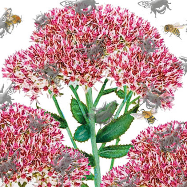 Bee-tanical SALE- Sedum (handfinished)