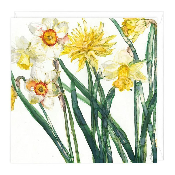 Trotman- Narcissus & Daffodil (unbagged)