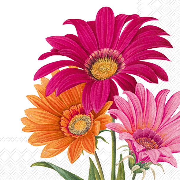 Joyful Gerbera