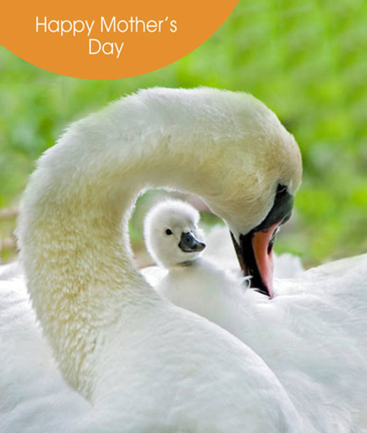 Mother's Day- Swans