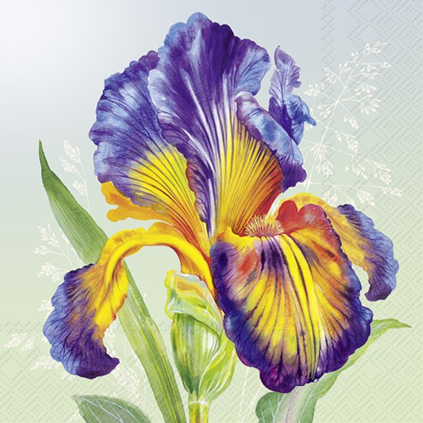Iris