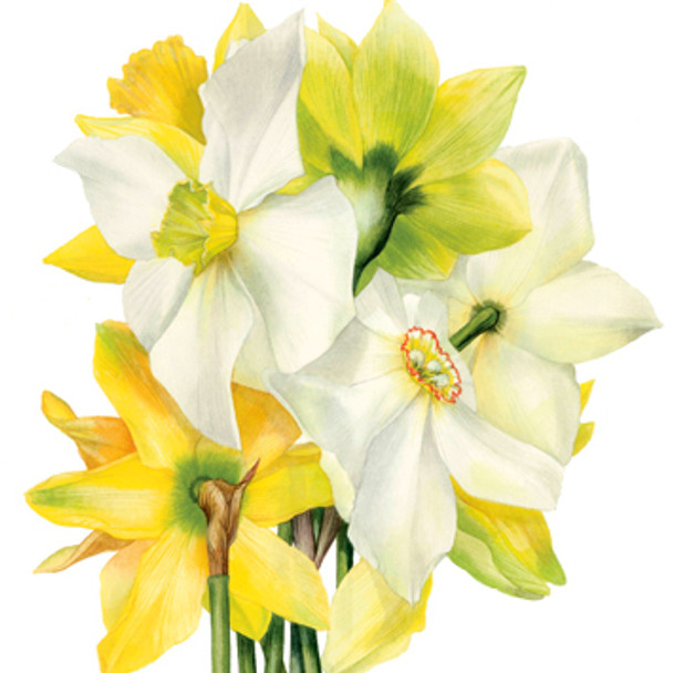 Billy Showell - Narcissi