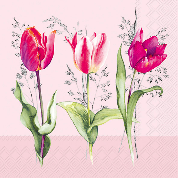 Tulip Beauties-Light Rose