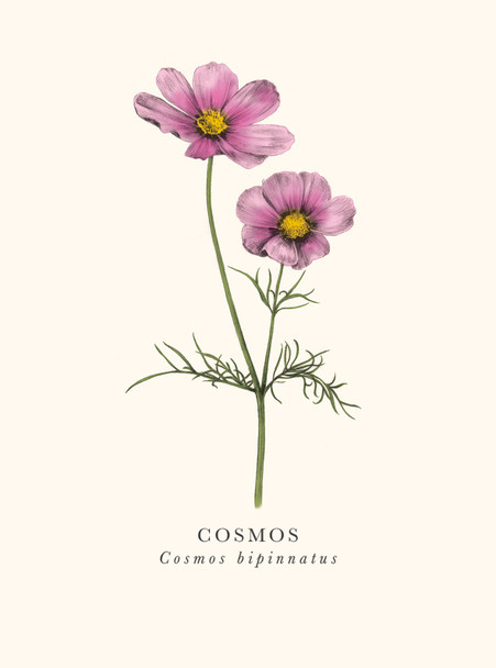 Cosmos (ART BK30)
