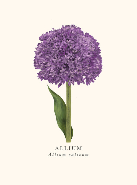 Allium (ART BK32)