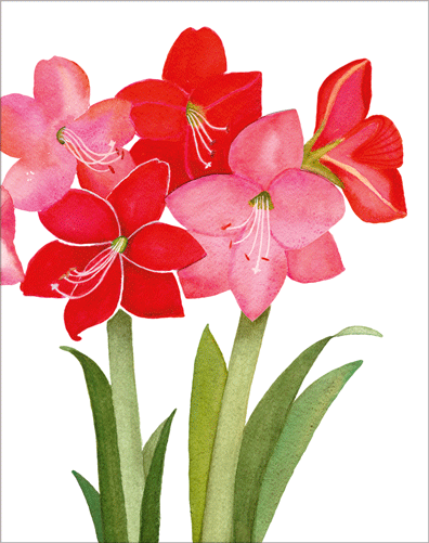 Box 16 - Amaryllis  (X26CAR A102014)
