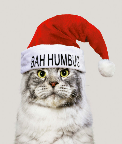 Cat Bah Humbug