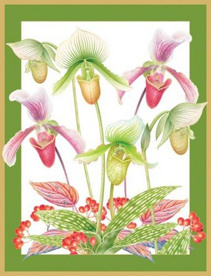 Box 16 - SALE Slipper Orchids  (X26CAR C101210)