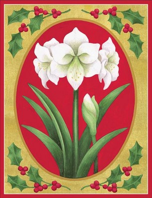 Box 16 - White Amaryllis (X26CAR C82207)