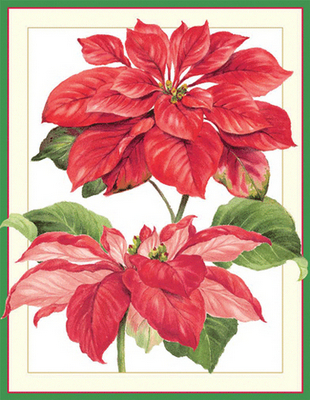 Box 16 - SALE Red Amaryllis ($.94 ea) (X26CAR D86316)