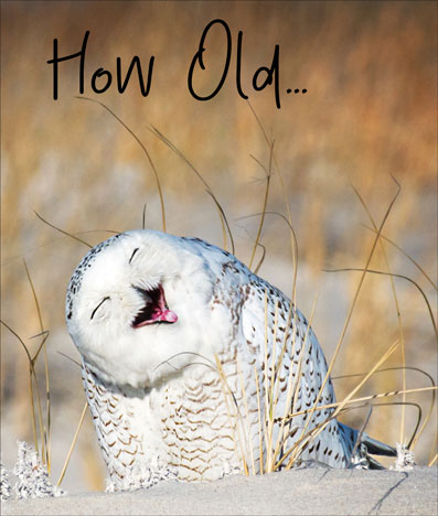 Animaltastic HB- Laughing Owl