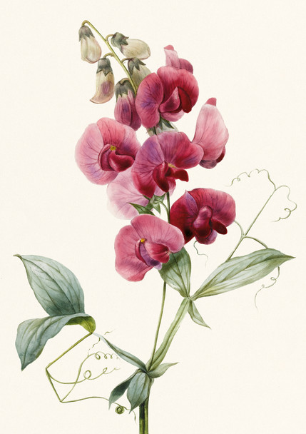 University Cambridge- Princesse Louise d'Orléans (1812 - 1850)