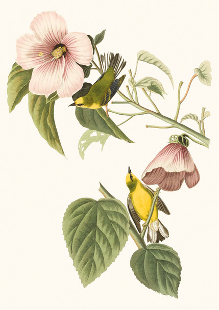 Uni Cambridge- J James Audubon Warblers (1785-1851)