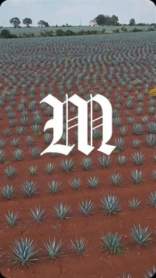 Manuscrito Chapter 3 Reposado Tequila