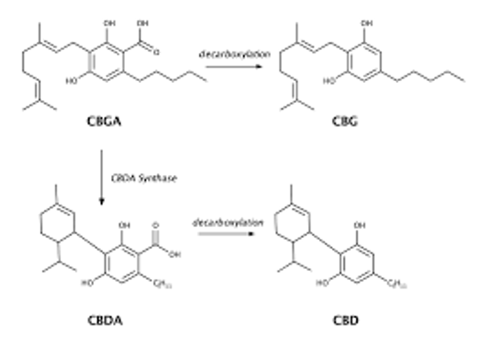 CBD vs CBG