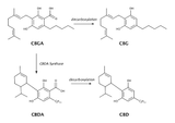 CBD vs CBG