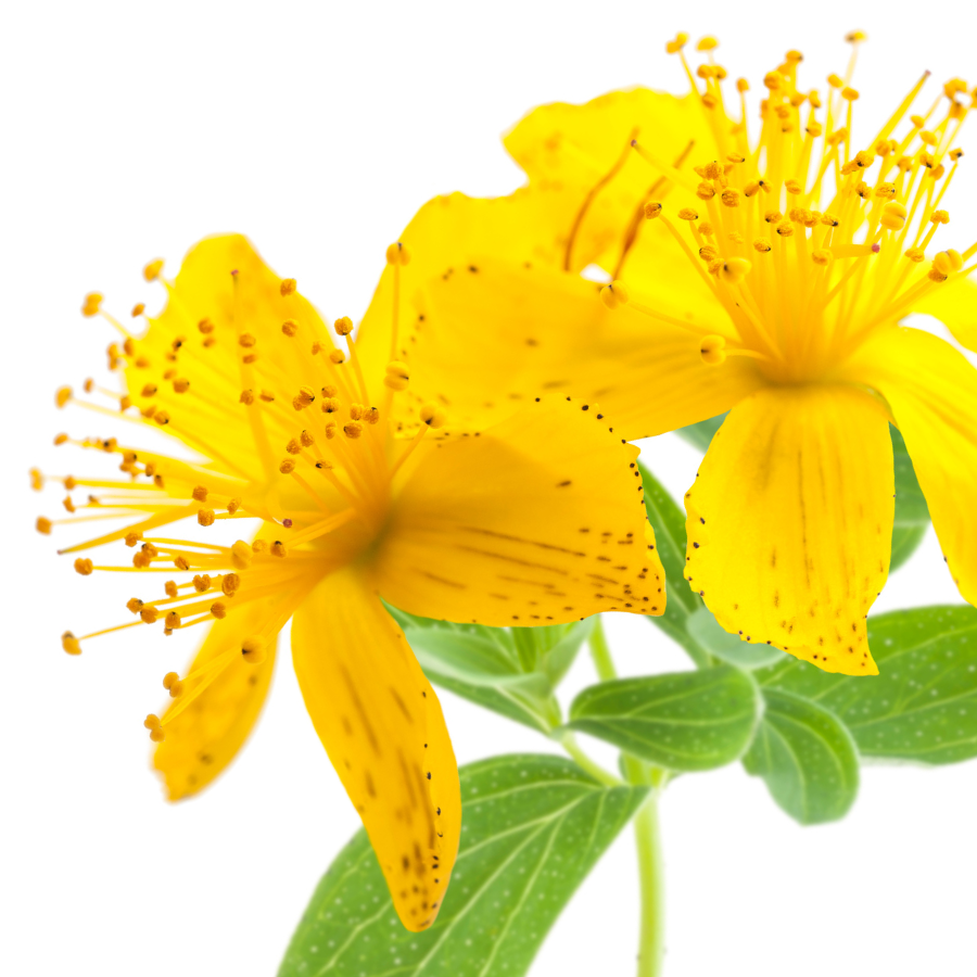 St. John's Wort
