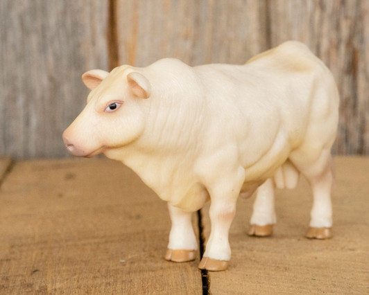 Charolais Bul Charolais Bul