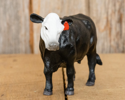 Black & White Face Cow Black & White Face Cow