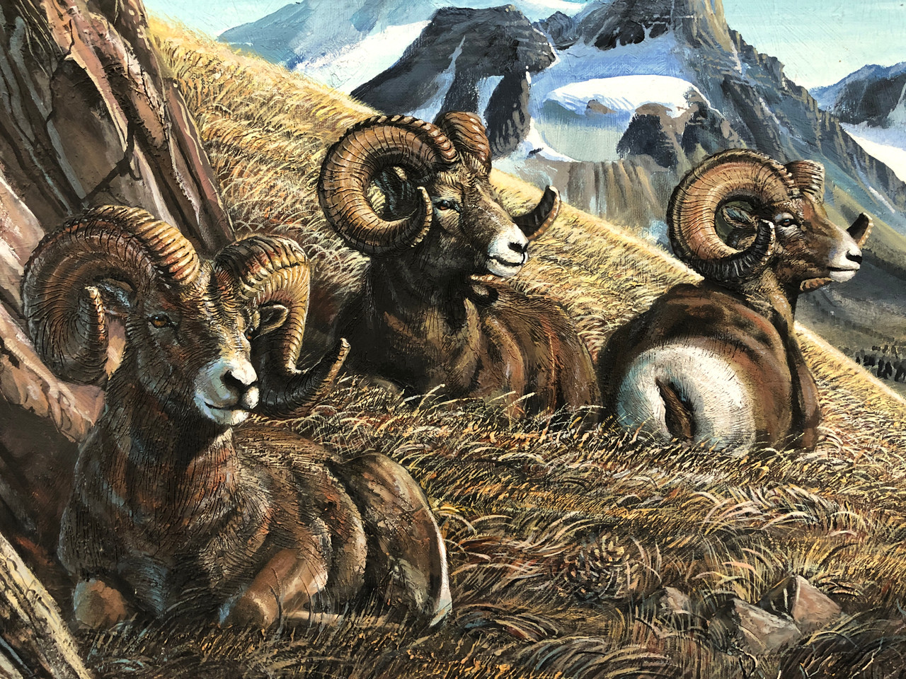 Big Horn Sheep Resting In A Mountain Landscape