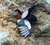 Zuni inlay hummingbird pin