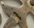 Thomas Curtis Headstall