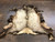 Hand painted elk hide, beadwork, leather, Plains, antlers, hooves