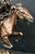 Stork Race Payne Bronze Horse
