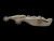 Circa 1960s Spurs, E.F. Blanchard Spurs, #8 SS Pattern, Blanchard