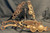 Group of 42 Bits And Spurs By El Gato Bit & Spur Co. Representing All Phillips & Gutierrez Designs