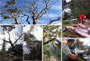 The making of wood pendants from naturally fallen arbutus branches