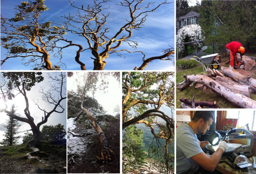 Arbutus Tree - Windy Tree