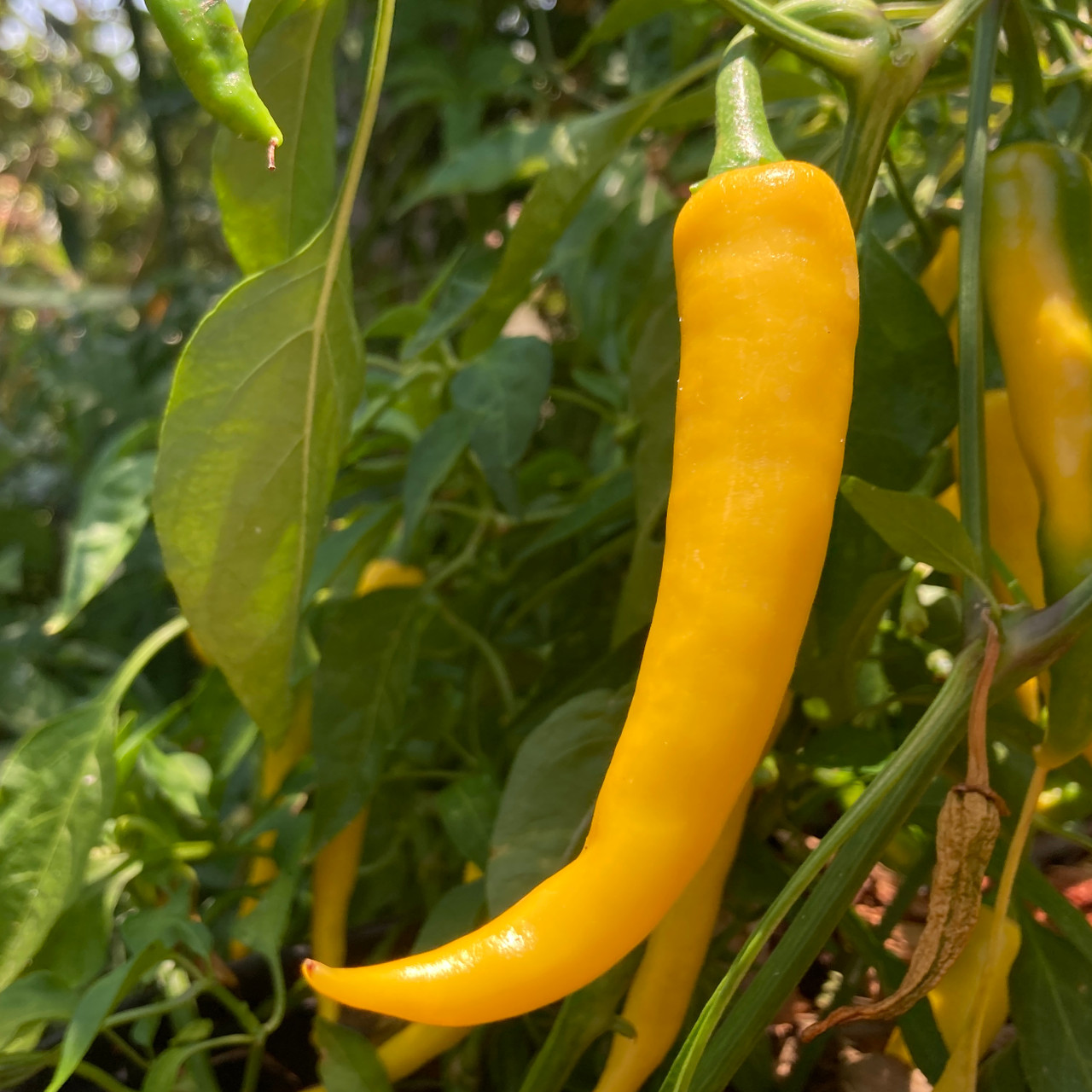 Golden Cayenne Pepper Seeds