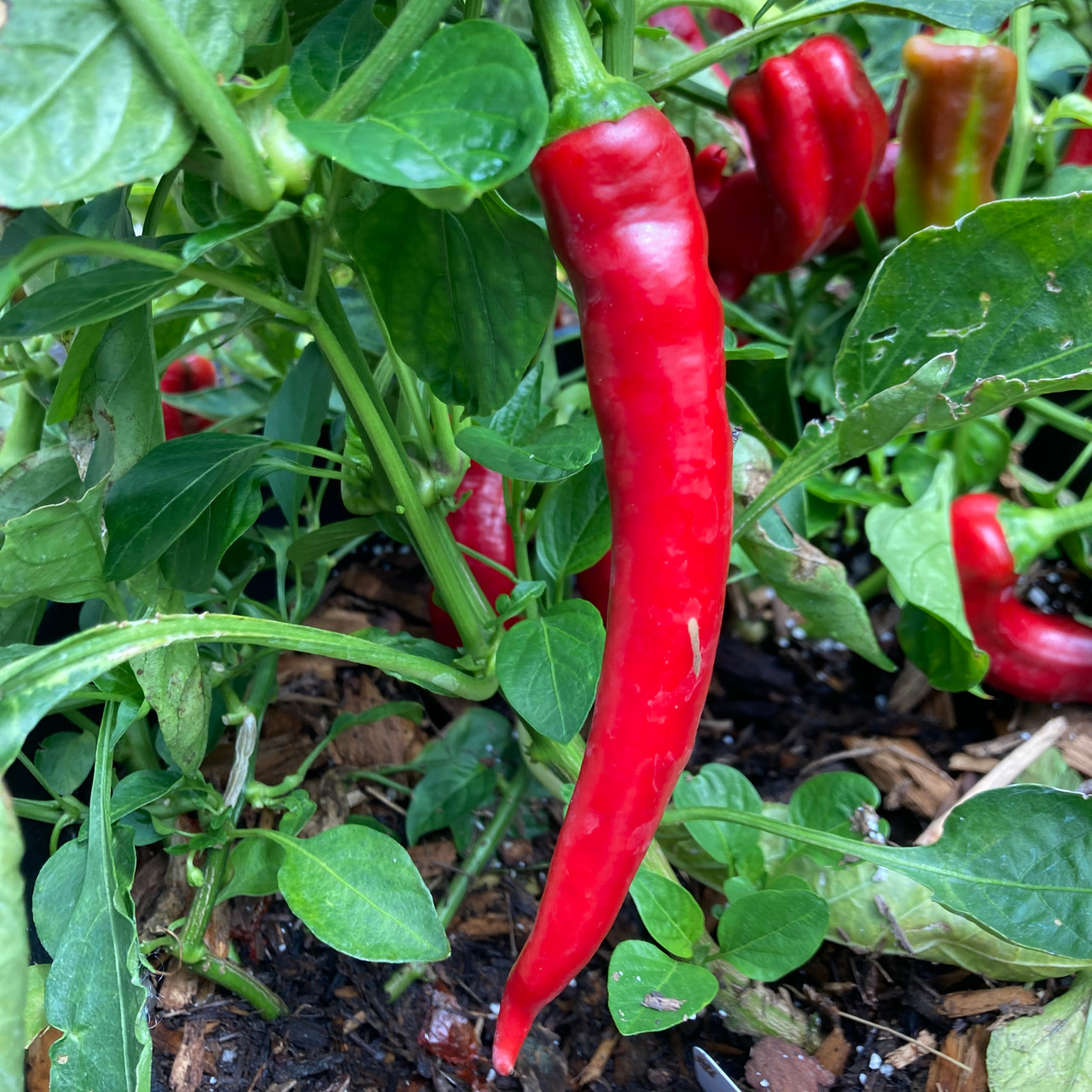 Red Cayenne Pepper Seeds Tyler Farms