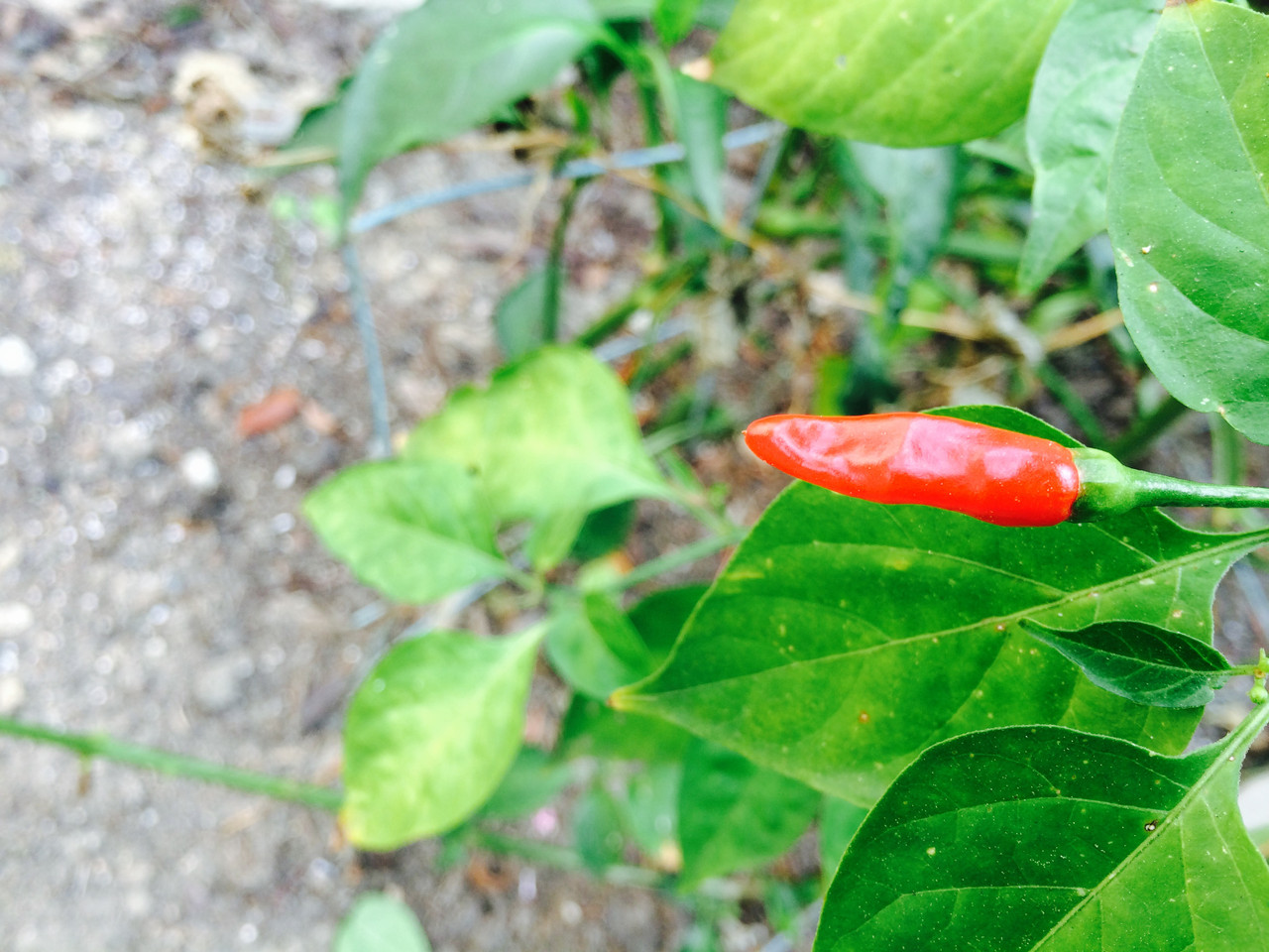 Tabasco Pepper Seeds Tyler Farms
