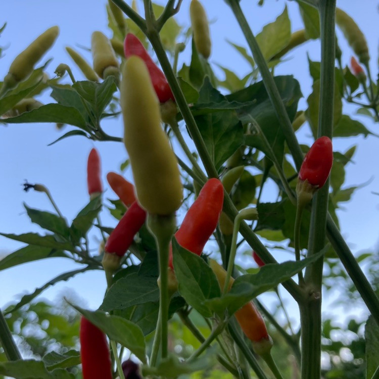 Tabasco Pepper Seeds Tyler Farms