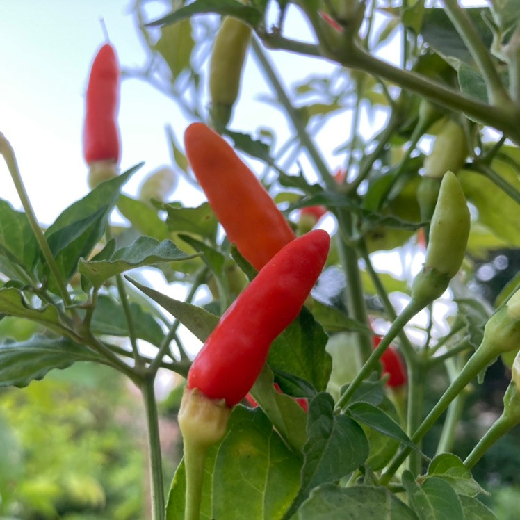 Tabasco Pepper Seeds Tyler Farms