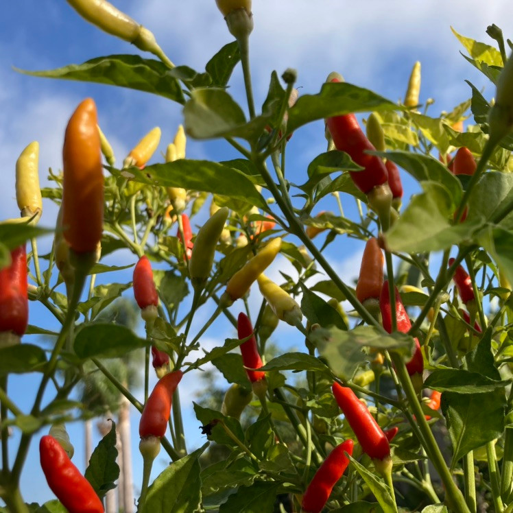 Tabasco Pepper Seeds Tyler Farms