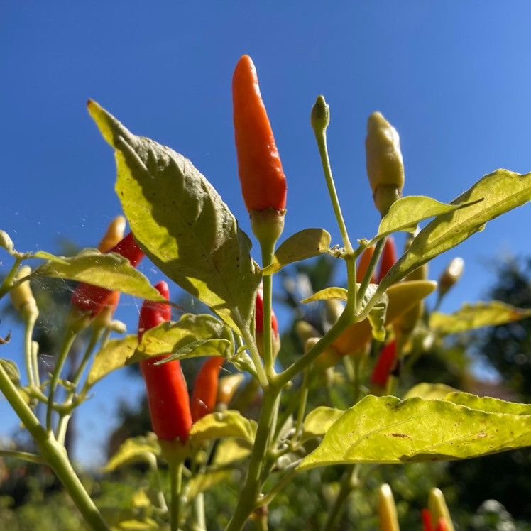 Tabasco Pepper Seeds Tyler Farms
