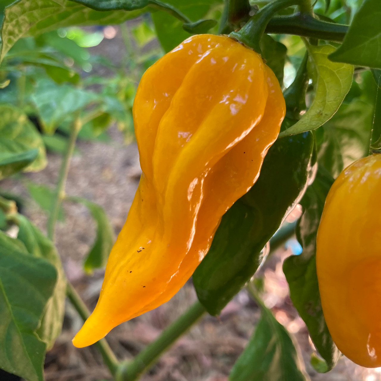 https://cdn11.bigcommerce.com/s-f6cx4kq/images/stencil/1280x1280/products/109/4259/Yellow_Fatalii_pepper_Tyler_Farms_seeds_plants_5__97998.1673753039.jpg?c=2&utm_source=chatgpt.com