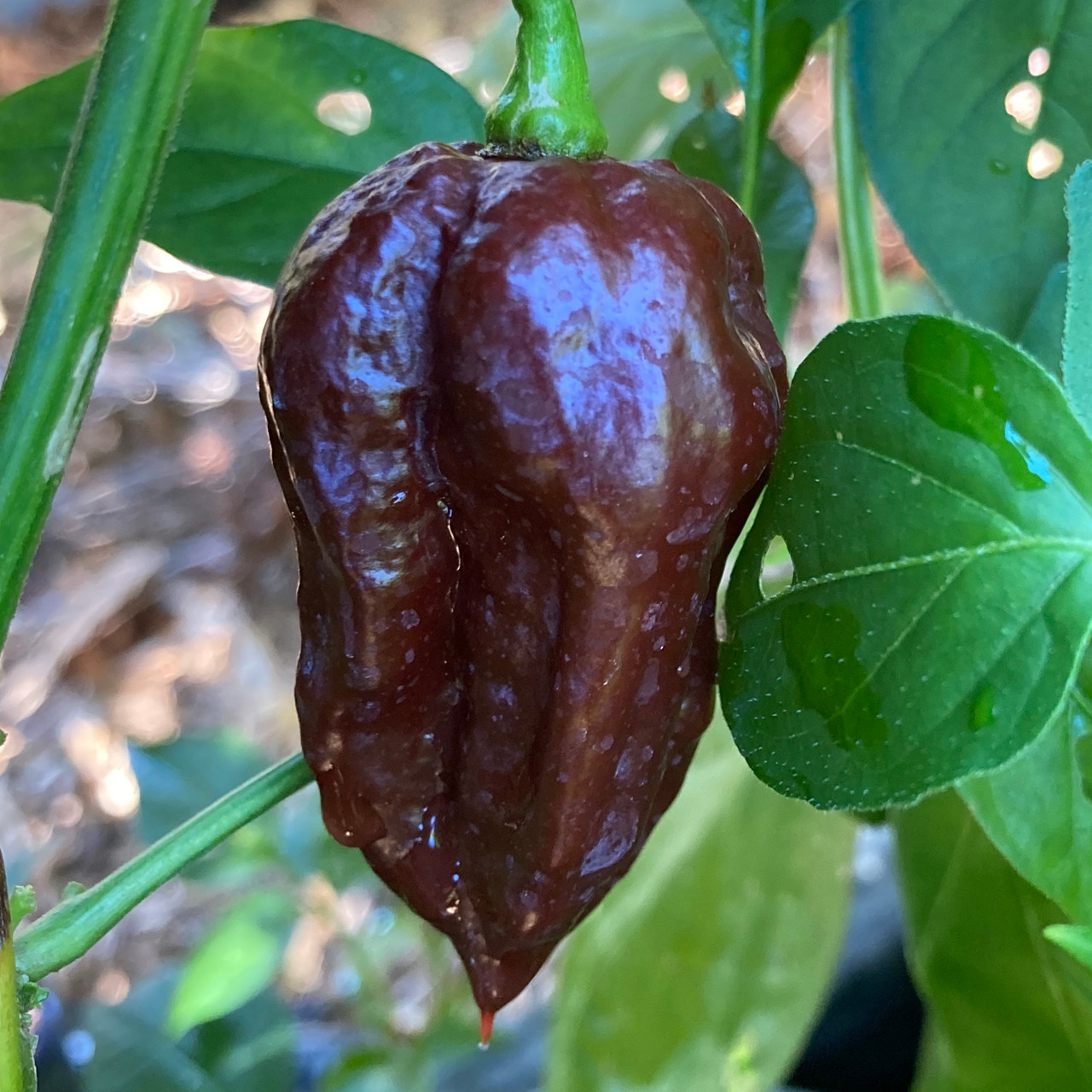 Chocolate Devil's Tongue Pepper Seeds | Tyler Farms