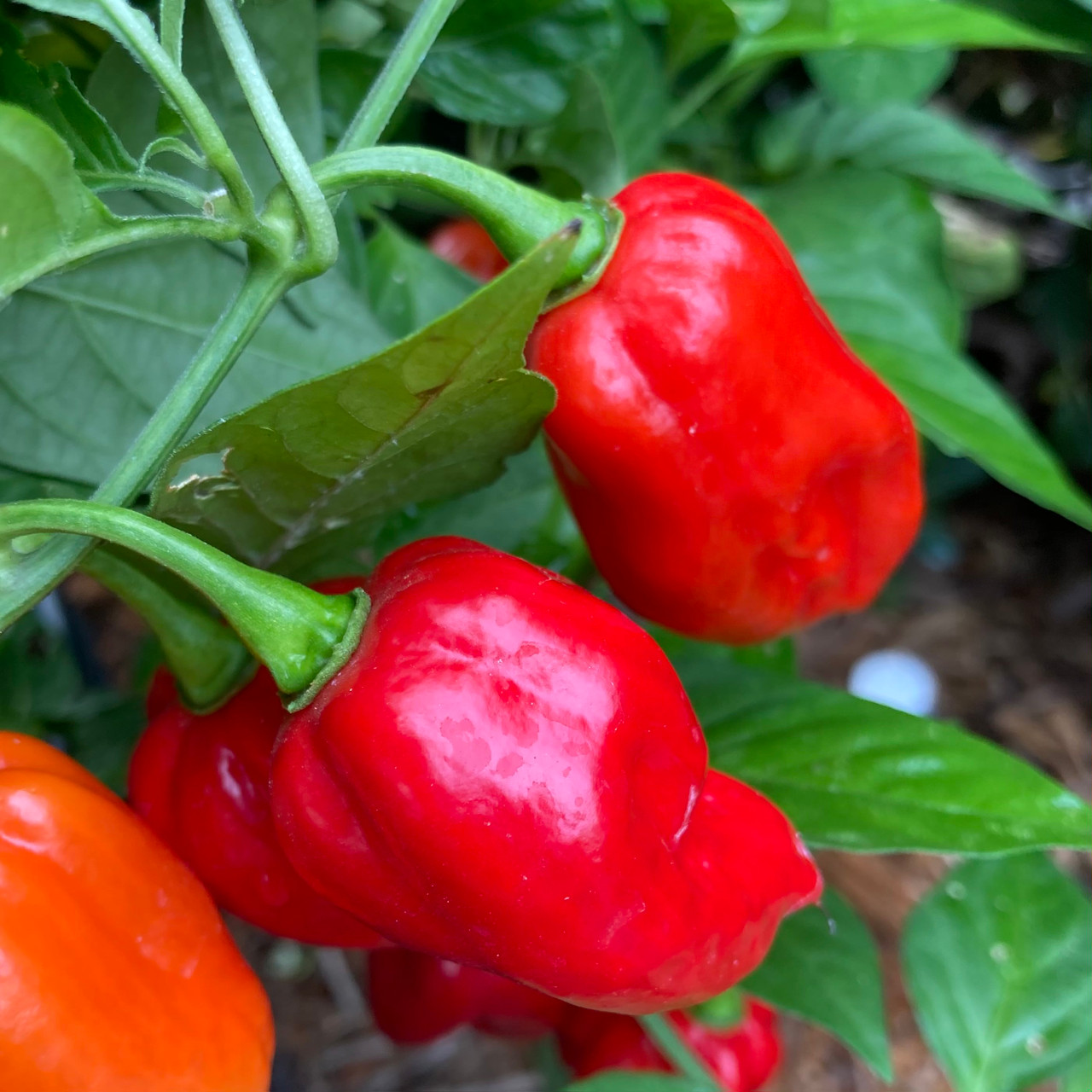 Red Devil's Tongue Pepper Seeds | Tyler Farms