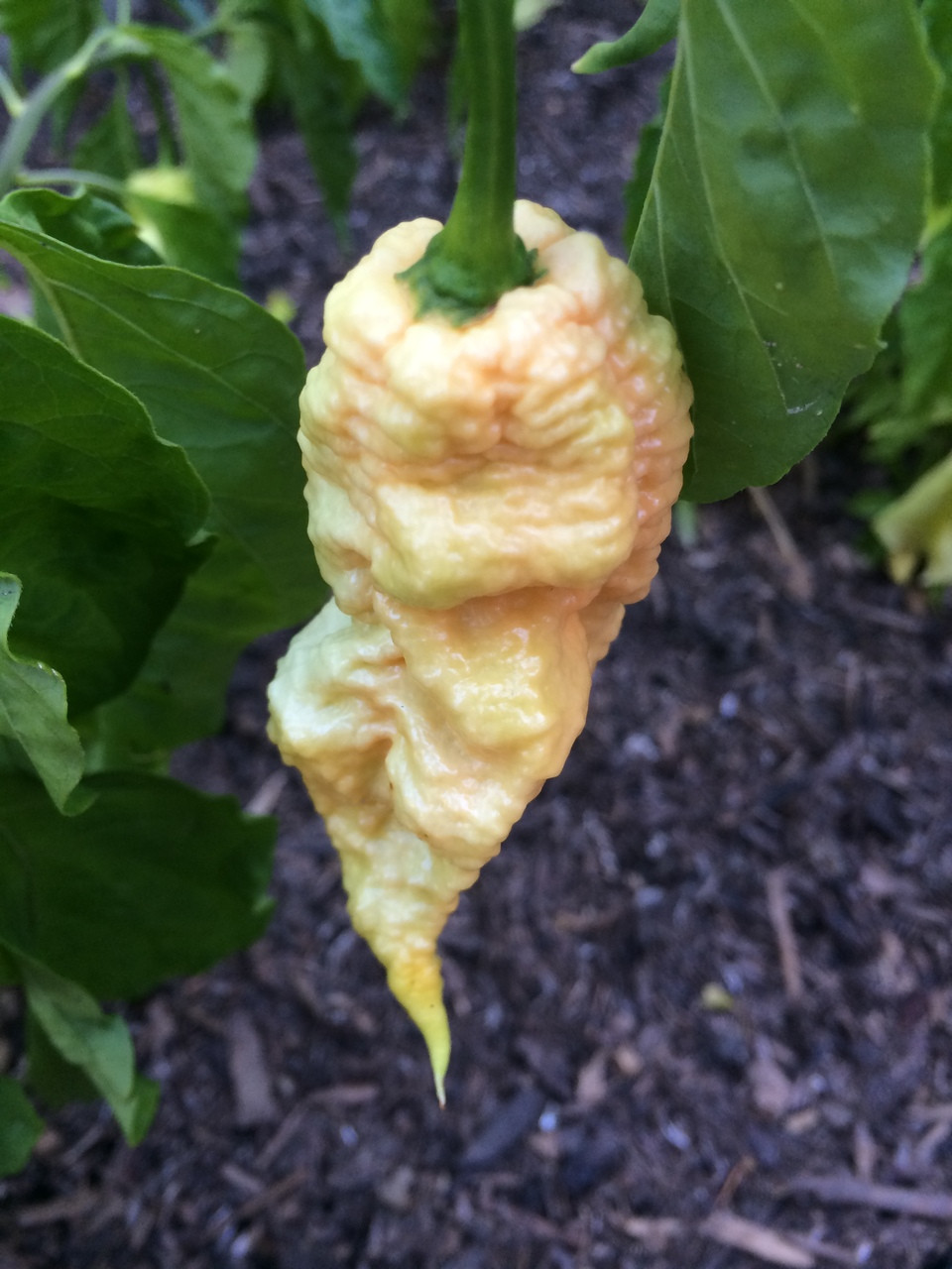 jays_peach_ghost_scorpion_tyler_farms_pe