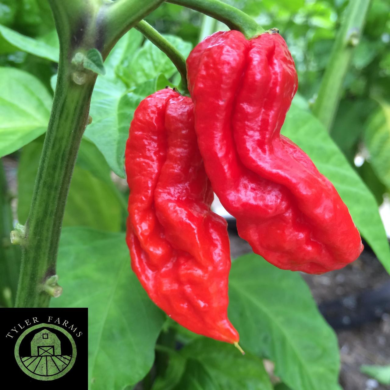 Red Ghost Pepper Seeds Tyler Farms