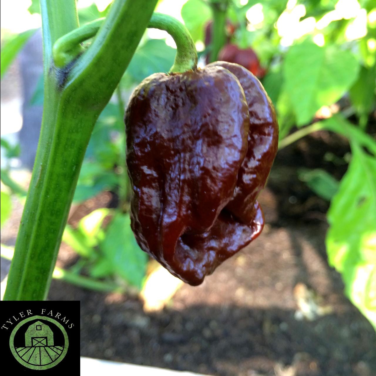 Chocolate 7 Pot Pepper Seeds Tyler Farms