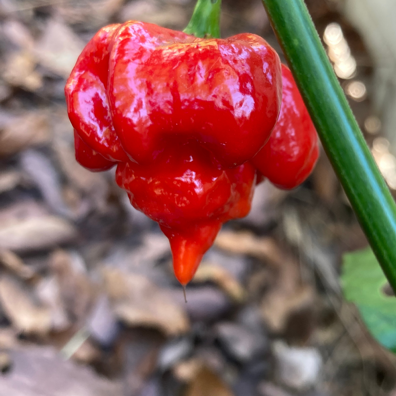 Chili-Samen 'Trinidad Scorpion Butch T' - 5 Samen, Extrem Scharf