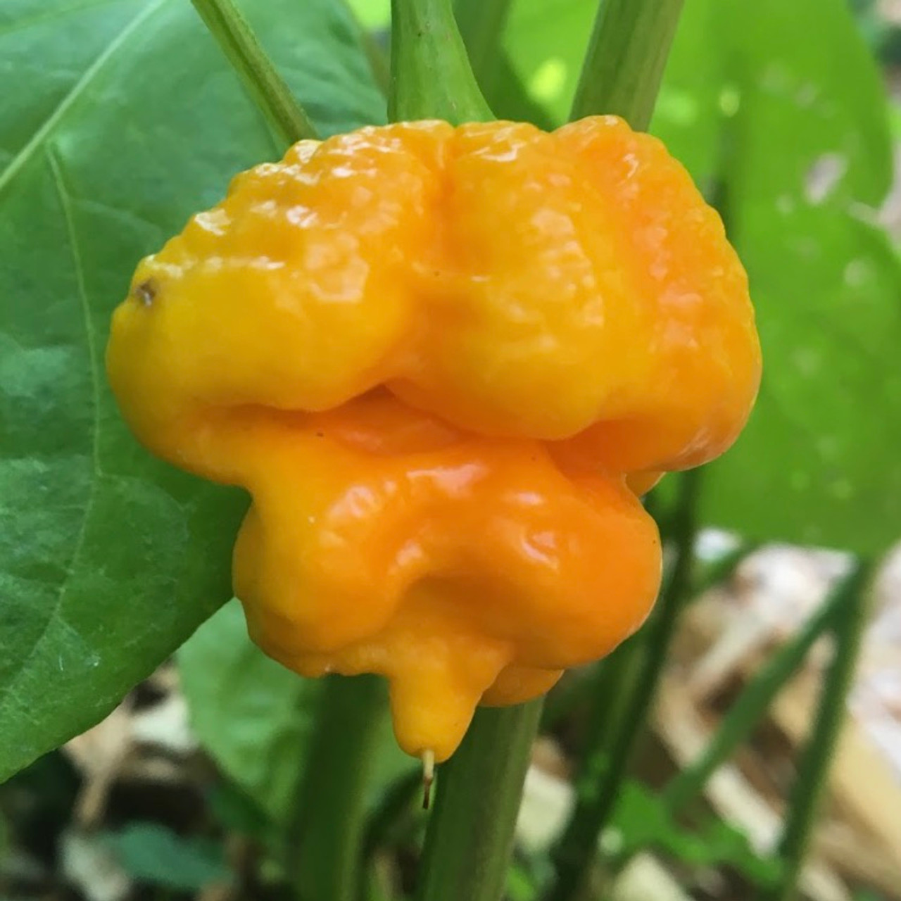 #4 SUPER HOT Pepper Seed Collection-Moruga Scorpion Yellow,Fatalii & 8 more! 