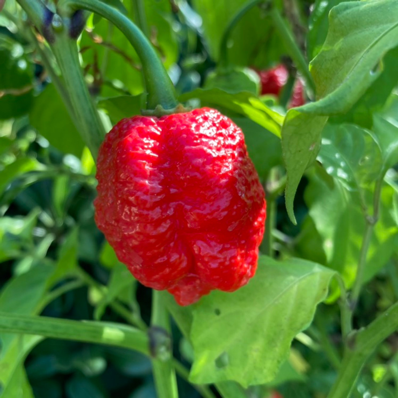 C Worlds Hottest Trinidad Scorpion Red Moruga Pepper Seeds Pflanzen Sämereien Zwiebeln