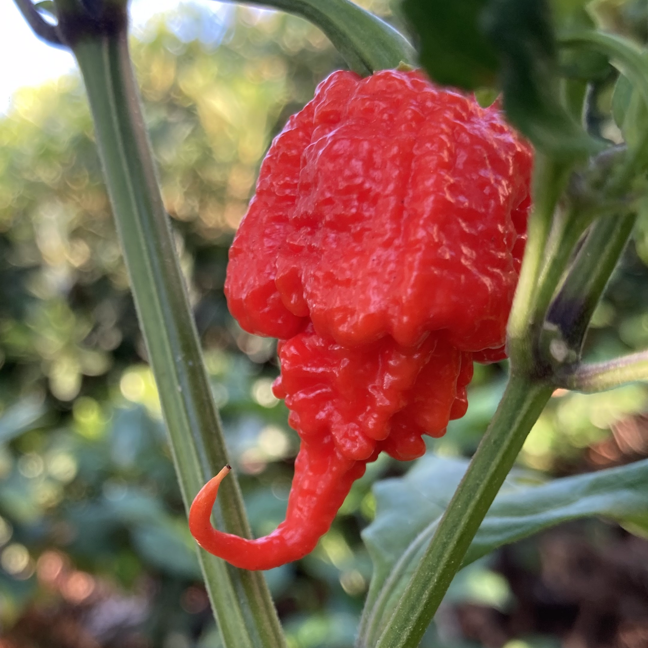 Carolina Reaper Pepper Tyler Farms Seeds Plants 1  69055.1671302971 ?c=2